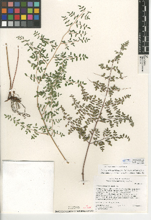  (Pellaea andromedifolia - CCDB-24906-C05)  @11 [ ] CreativeCommons - Attribution Non-Commercial Share-Alike (2015) SDNHM San Diego Natural History Museum