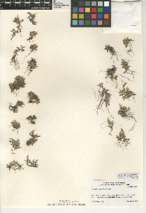  (Selaginella asprella - CCDB-24906-E01)  @11 [ ] CreativeCommons - Attribution Non-Commercial Share-Alike (2015) SDNHM San Diego Natural History Museum