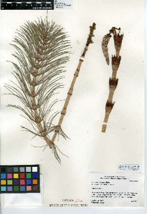  (Equisetum telmateia subsp. braunii - CCDB-24906-E02)  @11 [ ] CreativeCommons - Attribution Non-Commercial Share-Alike (2015) SDNHM San Diego Natural History Museum