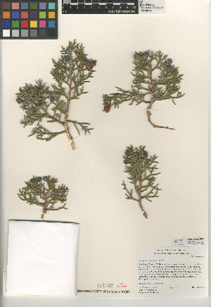  (Juniperus californica - CCDB-24906-E07)  @11 [ ] CreativeCommons - Attribution Non-Commercial Share-Alike (2015) SDNHM San Diego Natural History Museum