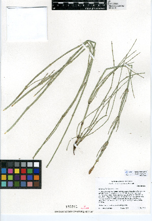  (Equisetum laevigatum - CCDB-24906-F02)  @11 [ ] CreativeCommons - Attribution Non-Commercial Share-Alike (2015) SDNHM San Diego Natural History Museum