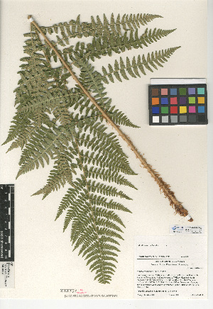  (Dryopteris arguta - CCDB-24906-F03)  @11 [ ] CreativeCommons - Attribution Non-Commercial Share-Alike (2015) SDNHM San Diego Natural History Museum
