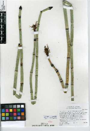  (Equisetum hyemale subsp affine - CCDB-24906-G02)  @11 [ ] CreativeCommons - Attribution Non-Commercial Share-Alike (2015) SDNHM San Diego Natural History Museum