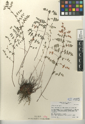  (Pellaea truncata - CCDB-24906-H06)  @11 [ ] CreativeCommons - Attribution Non-Commercial Share-Alike (2015) SDNHM San Diego Natural History Museum