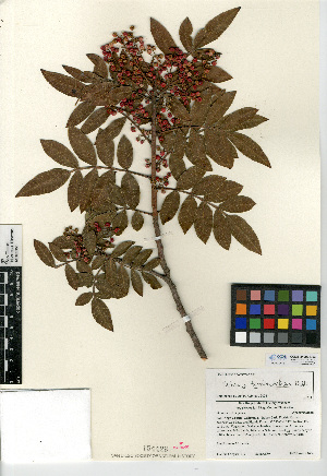  (Schinus terebinthifolius - CCDB-24907-D03)  @11 [ ] CreativeCommons - Attribution Non-Commercial Share-Alike (2015) SDNHM San Diego Natural History Museum