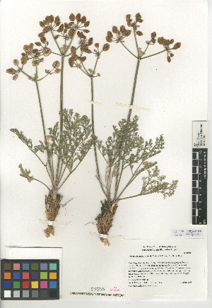  (Lomatium mohavense - CCDB-24907-D06)  @11 [ ] CreativeCommons - Attribution Non-Commercial Share-Alike (2015) SDNHM San Diego Natural History Museum