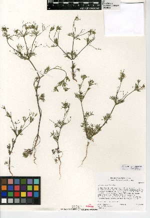  (Apiastrum angustifolium - CCDB-24907-E04)  @11 [ ] CreativeCommons - Attribution Non-Commercial Share-Alike (2015) SDNHM San Diego Natural History Museum