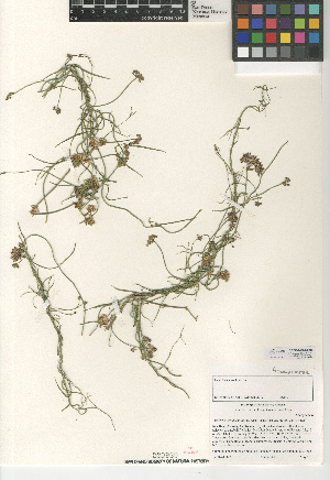  (Funastrum cynanchoides - CCDB-24907-E10)  @11 [ ] CreativeCommons - Attribution Non-Commercial Share-Alike (2015) SDNHM San Diego Natural History Museum