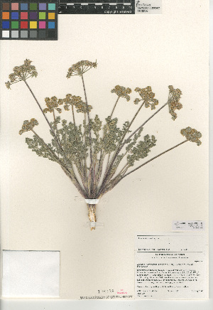  (Lomatium - CCDB-24907-F06)  @11 [ ] CreativeCommons - Attribution Non-Commercial Share-Alike (2015) SDNHM San Diego Natural History Museum