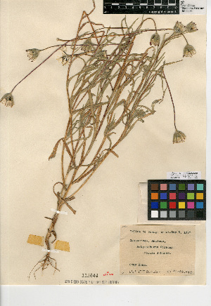  (Achyrachaena mollis - CCDB-24907-F12)  @11 [ ] CreativeCommons - Attribution Non-Commercial Share-Alike (2015) SDNHM San Diego Natural History Museum