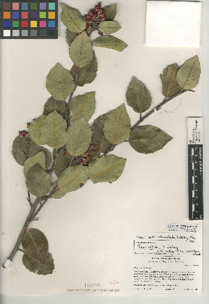  (Rhus integrifolia x ovata - CCDB-24907-G03)  @11 [ ] CreativeCommons - Attribution Non-Commercial Share-Alike (2015) SDNHM San Diego Natural History Museum