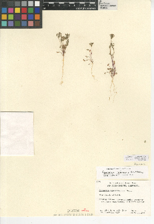  (Spermolepis infernensis - CCDB-24907-G08)  @11 [ ] CreativeCommons - Attribution (2014) Linda Jennings University of British Columbia