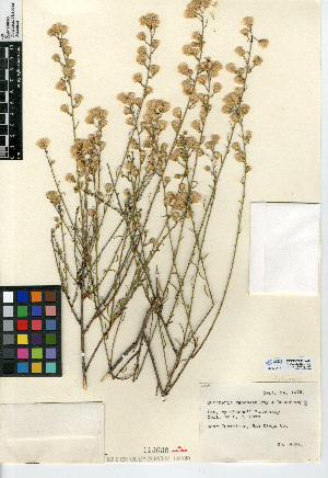  (Baccharis vanessae - CCDB-24908-A05)  @11 [ ] CreativeCommons - Attribution Non-Commercial Share-Alike (2015) SDNHM San Diego Natural History Museum
