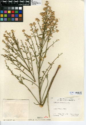  (Baccharis sergiloides - CCDB-24908-B05)  @11 [ ] CreativeCommons - Attribution Non-Commercial Share-Alike (2015) SDNHM San Diego Natural History Museum