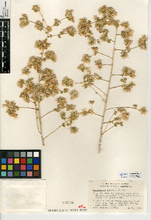  (Brickellia desertorum - CCDB-24908-B07)  @11 [ ] CreativeCommons - Attribution Non-Commercial Share-Alike (2015) SDNHM San Diego Natural History Museum