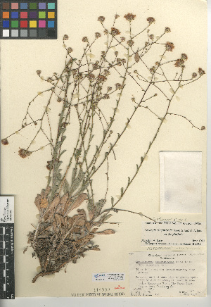  (Corethrogyne filaginifolia var. filaginifolia - CCDB-24908-B12)  @11 [ ] CreativeCommons - Attribution Non-Commercial Share-Alike (2015) SDNHM San Diego Natural History Museum