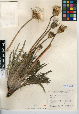  (Agoseris retrorsa - CCDB-24908-F01)  @11 [ ] CreativeCommons - Attribution Non-Commercial Share-Alike (2015) SDNHM San Diego Natural History Museum