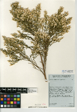  (Baccharis sarothroides - CCDB-24908-F05)  @11 [ ] CreativeCommons - Attribution Non-Commercial Share-Alike (2015) SDNHM San Diego Natural History Museum