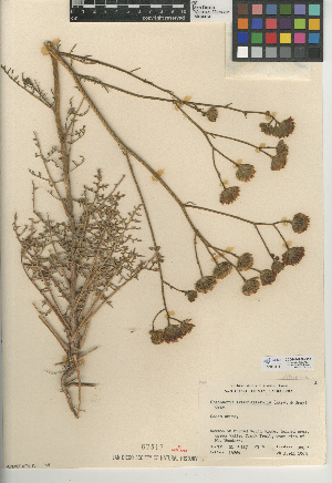  (Chaenactis artemisiifolia - CCDB-24908-G10)  @11 [ ] CreativeCommons - Attribution Non-Commercial Share-Alike (2015) SDNHM San Diego Natural History Museum