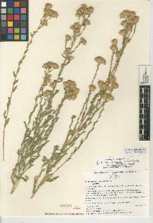  (Heterotheca sessiliflora subsp. fastigiata - CCDB-24909-B12)  @11 [ ] CreativeCommons - Attribution Non-Commercial Share-Alike (2015) SDNHM San Diego Natural History Museum