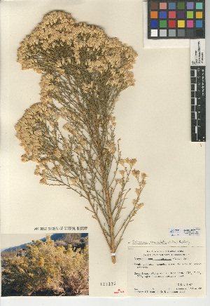  (Ericameria paniculata - CCDB-24909-C05)  @11 [ ] CreativeCommons - Attribution Non-Commercial Share-Alike (2015) SDNHM San Diego Natural History Museum