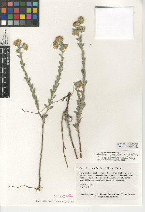  (Heterotheca sessiliflora subsp. echioides - CCDB-24909-C12)  @11 [ ] CreativeCommons - Attribution Non-Commercial Share-Alike (2015) SDNHM San Diego Natural History Museum