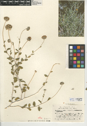  (Encelia frutescens - CCDB-24909-D04)  @11 [ ] CreativeCommons - Attribution Non-Commercial Share-Alike (2015) SDNHM San Diego Natural History Museum