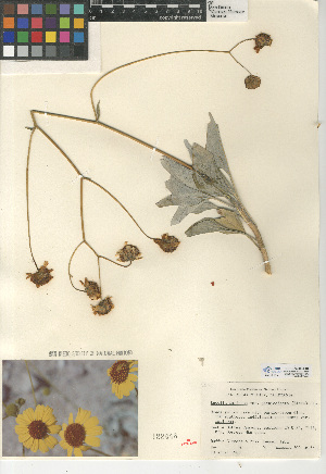  (Encelia farinosa - CCDB-24909-E04)  @11 [ ] CreativeCommons - Attribution Non-Commercial Share-Alike (2015) SDNHM San Diego Natural History Museum