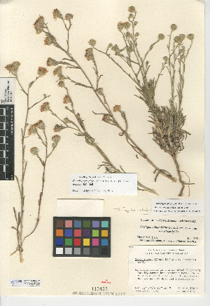  (Corethrogyne filaginifolia var. linifolia - CCDB-24909-G01)  @11 [ ] CreativeCommons - Attribution Non-Commercial Share-Alike (2015) SDNHM San Diego Natural History Museum