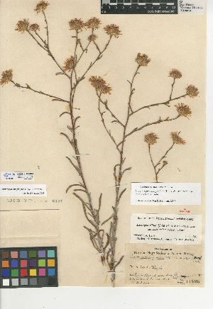  (Corethrogyne filaginifolia var. incana - CCDB-24909-H01)  @11 [ ] CreativeCommons - Attribution Non-Commercial Share-Alike (2015) SDNHM San Diego Natural History Museum