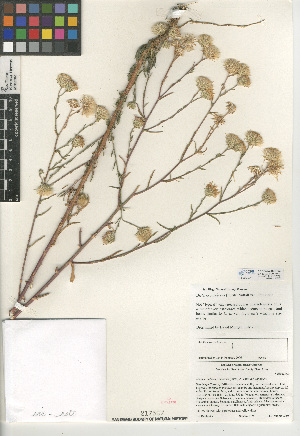  (Dieteria canescens var. canescens - CCDB-24909-H03)  @11 [ ] CreativeCommons - Attribution Non-Commercial Share-Alike (2015) SDNHM San Diego Natural History Museum