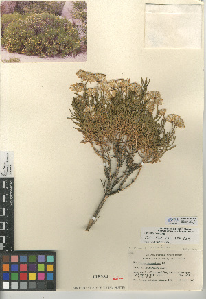  (Ericameria linearifolia - CCDB-24909-H05)  @11 [ ] CreativeCommons - Attribution Non-Commercial Share-Alike (2015) SDNHM San Diego Natural History Museum