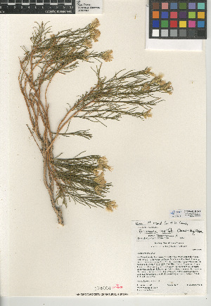  (Ericameria teretifolia - CCDB-24909-H06)  @11 [ ] CreativeCommons - Attribution Non-Commercial Share-Alike (2015) SDNHM San Diego Natural History Museum