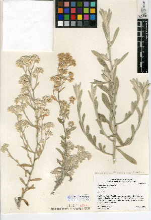  (Pseudognaphalium canescens - CCDB-24914-A10)  @11 [ ] CreativeCommons - Attribution Non-Commercial Share-Alike (2015) SDNHM San Diego Natural History Museum