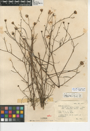  (Malacothrix saxatilis var. tenuifolia - CCDB-24914-D07)  @11 [ ] CreativeCommons - Attribution Non-Commercial Share-Alike (2015) SDNHM San Diego Natural History Museum