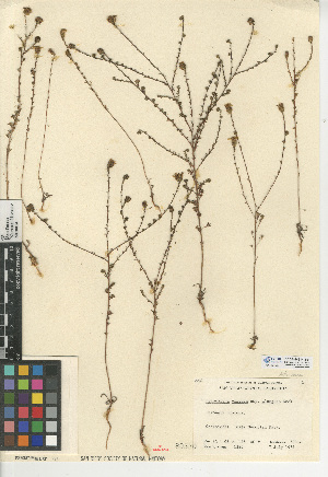  (Holocarpha virgata subsp. elongata - CCDB-24914-E01)  @11 [ ] CreativeCommons - Attribution Non-Commercial Share-Alike (2015) SDNHM San Diego Natural History Museum