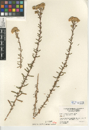  (Isocoma menziesii var. vernonioides - CCDB-24914-E03)  @11 [ ] CreativeCommons - Attribution Non-Commercial Share-Alike (2015) SDNHM San Diego Natural History Museum
