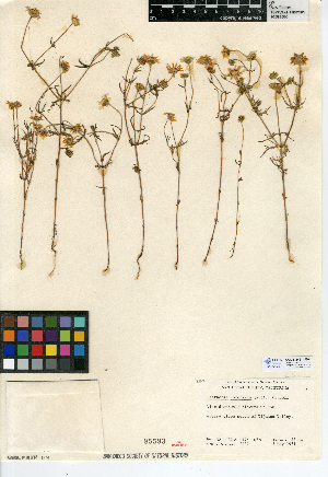  (Lasthenia coronaria - CCDB-24914-E04)  @11 [ ] CreativeCommons - Attribution Non-Commercial Share-Alike (2015) SDNHM San Diego Natural History Museum