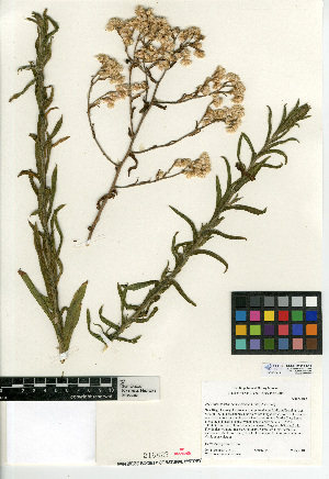  (Pseudognaphalium ramosissimum - CCDB-24914-E11)  @11 [ ] CreativeCommons - Attribution Non-Commercial Share-Alike (2015) SDNHM San Diego Natural History Museum