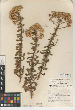  (Isocoma menziesii var. sedoides - CCDB-24914-F03)  @11 [ ] CreativeCommons - Attribution Non-Commercial Share-Alike (2015) SDNHM San Diego Natural History Museum