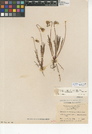  (Microseris douglasii subsp. platycarpha - CCDB-24914-F08)  @11 [ ] CreativeCommons - Attribution Non-Commercial Share-Alike (2015) SDNHM San Diego Natural History Museum