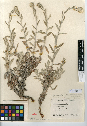  (Pseudognaphalium microcephalum - CCDB-24914-F11)  @11 [ ] CreativeCommons - Attribution Non-Commercial Share-Alike (2015) SDNHM San Diego Natural History Museum