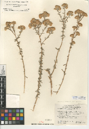  (Isocoma menziesii var. menziesii - CCDB-24914-G03)  @11 [ ] CreativeCommons - Attribution Non-Commercial Share-Alike (2015) SDNHM San Diego Natural History Museum