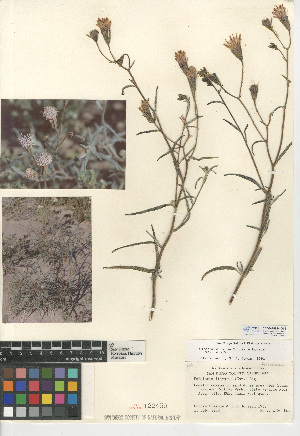  (Palafoxia arida var. arida - CCDB-24914-G09)  @11 [ ] CreativeCommons - Attribution Non-Commercial Share-Alike (2015) SDNHM San Diego Natural History Museum