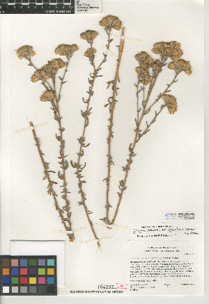  (Isocoma menziesii var. decumbens - CCDB-24914-H03)  @11 [ ] CreativeCommons - Attribution Non-Commercial Share-Alike (2015) SDNHM San Diego Natural History Museum