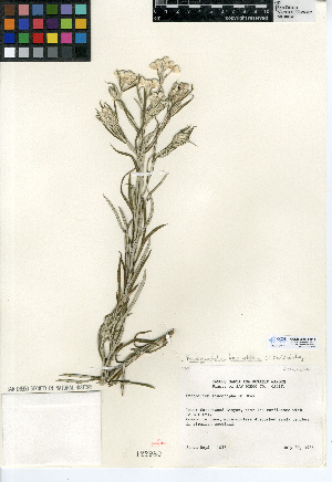  (Pseudognaphalium leucocephalum - CCDB-24914-H11)  @11 [ ] CreativeCommons - Attribution Non-Commercial Share-Alike (2015) SDNHM San Diego Natural History Museum