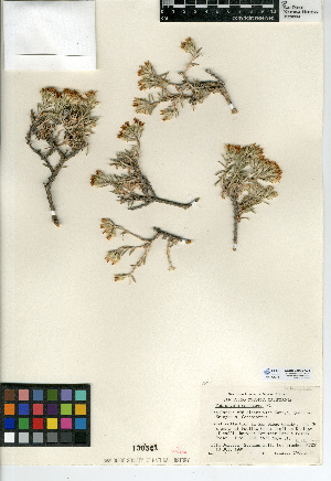  (Tetradymia canescens - CCDB-24935-A05)  @11 [ ] CreativeCommons - Attribution Non-Commercial Share-Alike (2015) SDNHM San Diego Natural History Museum