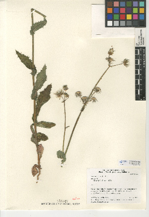  (Sonchus asper - CCDB-24935-B02)  @11 [ ] CreativeCommons - Attribution Non-Commercial Share-Alike (2015) SDNHM San Diego Natural History Museum