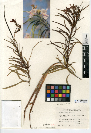  (Chilopsis linearis - CCDB-24935-B09)  @11 [ ] CreativeCommons - Attribution Non-Commercial Share-Alike (2015) SDNHM San Diego Natural History Museum