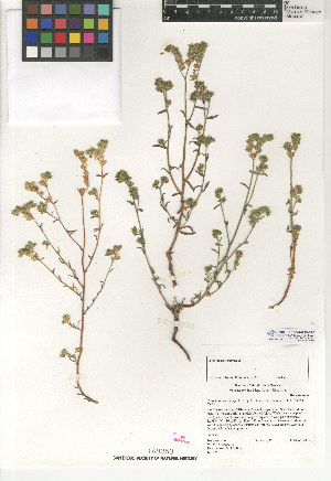  (Cryptantha pterocarya var. cycloptera - CCDB-24935-B12)  @11 [ ] CreativeCommons - Attribution Non-Commercial Share-Alike (2015) SDNHM San Diego Natural History Museum